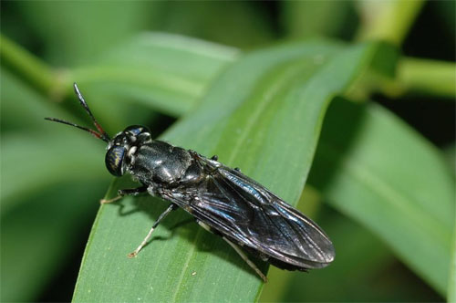 Adult Black Soldier Fly, Hermetia illucens