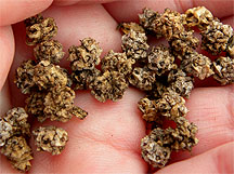 Chard seeds look exactly like Beet seeds!