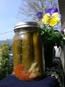 Homemade Pickles are high in Probiotics!