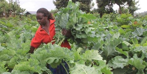 Farming ThousandHeaded Kale is quite popular in Kenya! Great return per square foot!