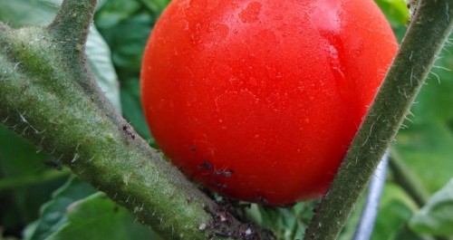 Ants and Aphids on Tomato Plant