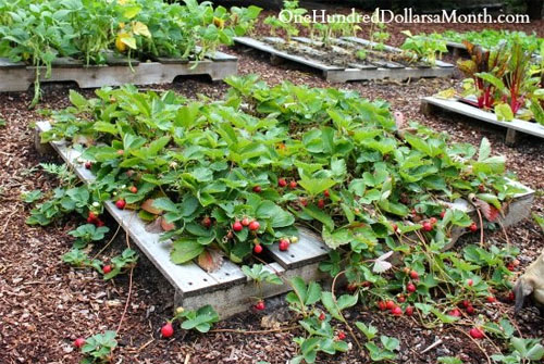 Mavis Butterfield's Pallet Garden of Strawberries!