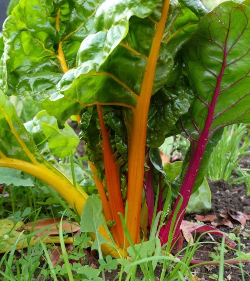 Chard, the Bouquet of the Garden