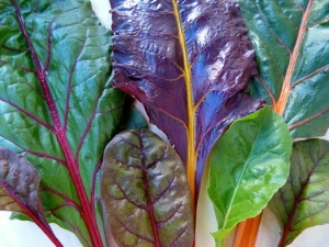 Chard, an amazing array of leaf and rib colors!