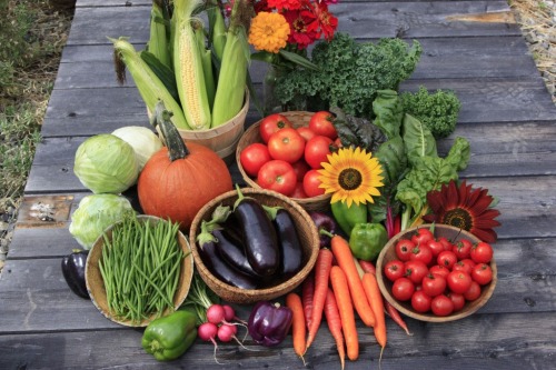 How to Harvest & Store Summer Veggies Abundance